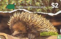 Echidna