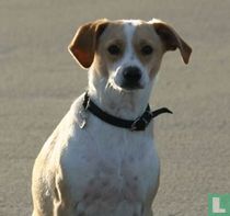 Honden catalogue de sachets de sucre