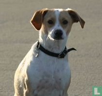 Dieren: Honden ansichtkaarten catalogus