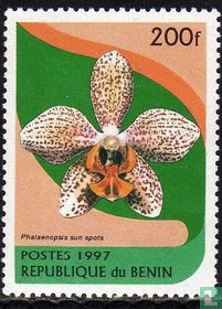 Orchidées 