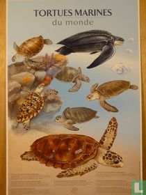 Tortues marines du Monde