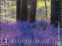 Tapis de jacinthes des bois