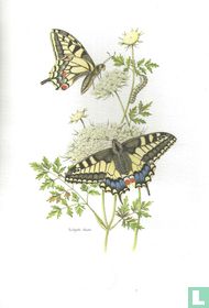 Insecten - Koninginnenpage