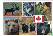 Animaux du Canada