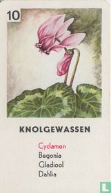 Cydamen