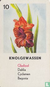 Gladiool