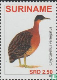 Tinamou varié