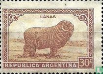 Merino-Schafe