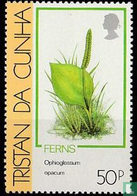 Ferns