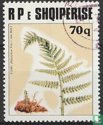 Ferns