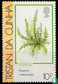 Ferns