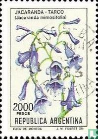 Jacaranda kaufen