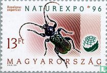 Capricorne hongrois