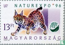 Lynx