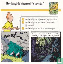 Wilde dieren: Hoe jaagt de vleermuis 's nachts?