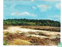 pins et bruyères en Campine