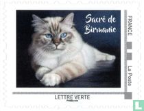 Chats Europe Continentale