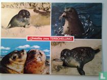 Groeten van Terschelling