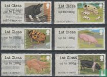 Pigs acheter