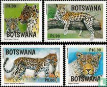 Leopards
