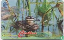 Masked Duck