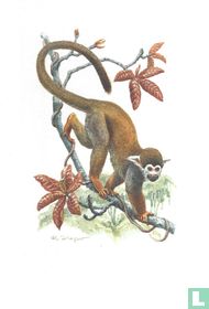 Zoogdieren - Doodshoofdaapje