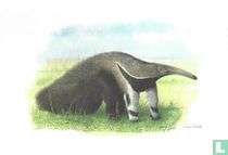 Zoogdieren - Grote miereneter