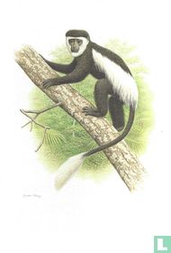 Zoogdieren - Guereza