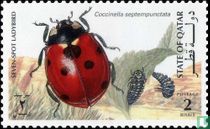 Insectes indigènes