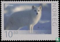 renard polaire