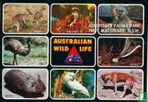 Australian Wild Life, Kingfisher Fauna Park, Port Macquarie