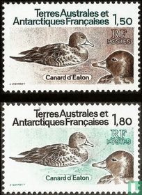 Eaton's Pintails