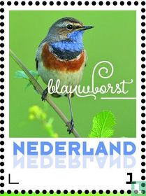 Spring Birds - Bluethroat