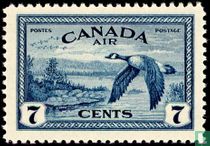 Canada goose