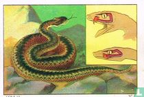 Mécanisme mobile de la tête de Serpent venimeux