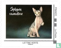 Chat des Amériques 