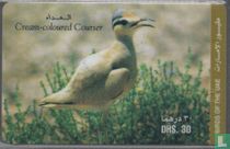 Cream-Coloured Courser