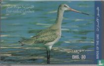 Bar-Tailed Godwit