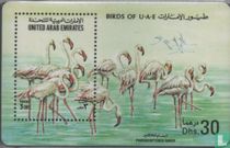 Birds of U.A.E.