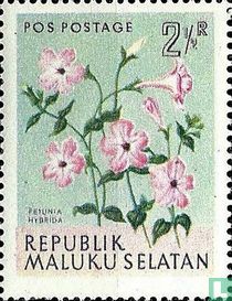 Petunia hybrida  acheter