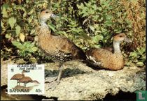 Dendrocygne des Antilles