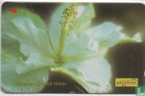 Hibiscus White