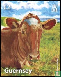 The Guernsy cow
