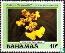 Encyclia lucayana