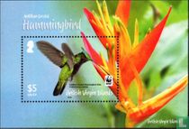 Antillean crested hummingbird
