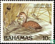 West Indian whistling duck