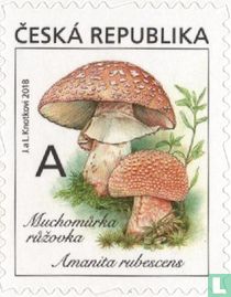 Eetbare paddenstoelen kopen