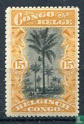 Oil Palms