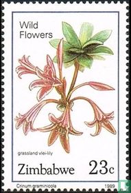 Vlei lily
