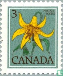 Lys canadien acheter